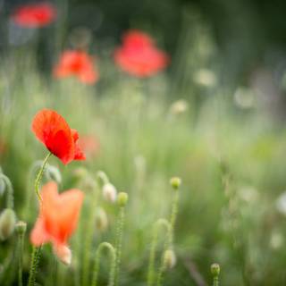 Light red spring wallpaper