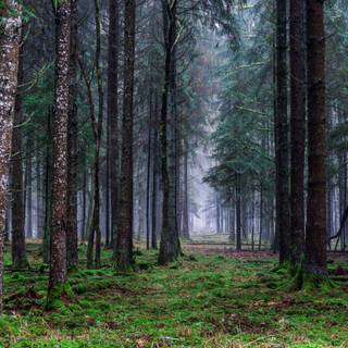 Spring pine wood wallpaper