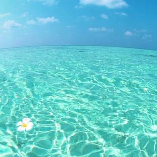 Cool summer phone wallpaper