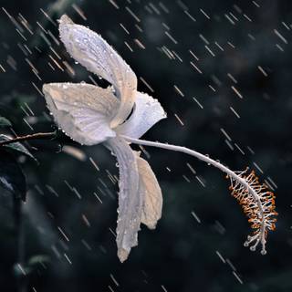 Rainy spring 4k wallpaper