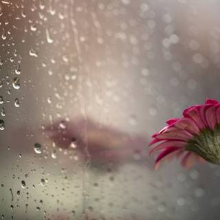 Rainy desktop wallpaper