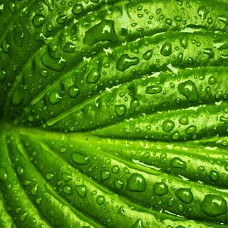 Rainy spring 4k wallpaper