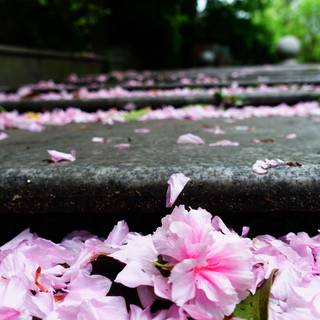 Rainy spring 4k wallpaper