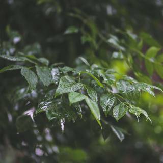 Rainy spring 4k wallpaper