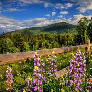 Nature mountain spring wallpaper