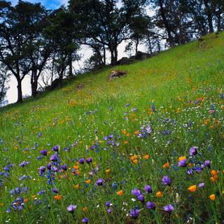Nature mountain spring wallpaper