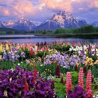 Nature mountain spring wallpaper