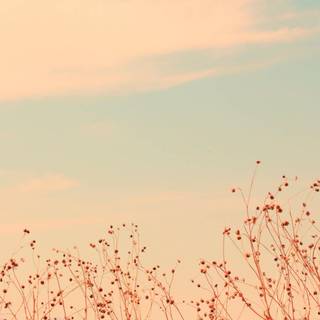 Mac aesthetic HD wallpaper