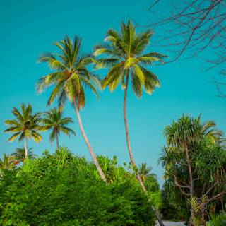 Summer 4k mobile wallpaper