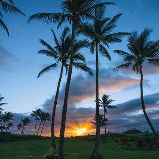 Summer 4k mobile wallpaper