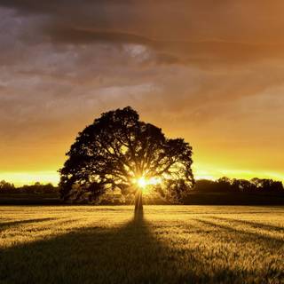 Summer coutryside wallpaper