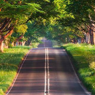 Summer sidewalk wallpaper