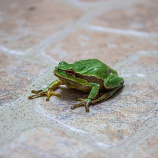 Spring green frog wallpaper