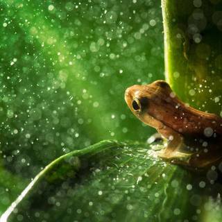 Spring green frog wallpaper