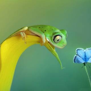 Spring green frog wallpaper