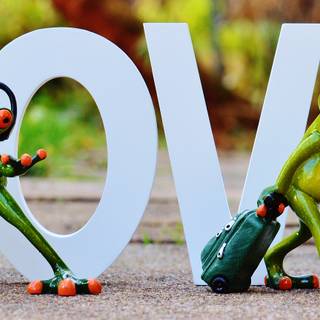 Spring green frog wallpaper