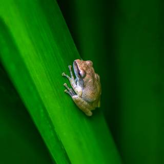 Spring green frog wallpaper