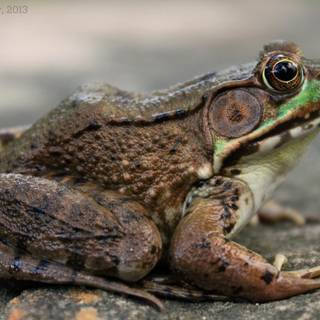 Spring green frog wallpaper