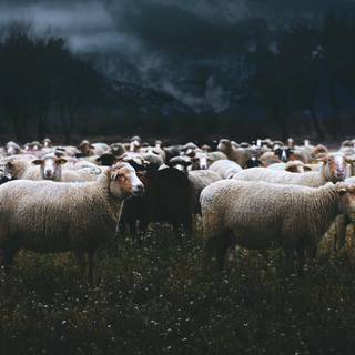 Sheep 4k wallpaper