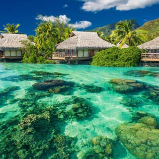 Summer Florida wallpaper