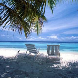 Summer Florida wallpaper