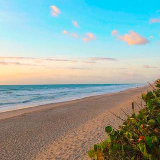 Summer Florida wallpaper