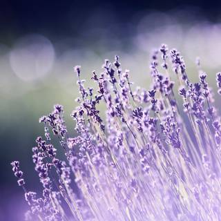 Lavender desktop wallpaper
