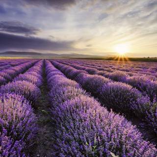 Lavender desktop wallpaper