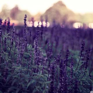 Lavender desktop wallpaper