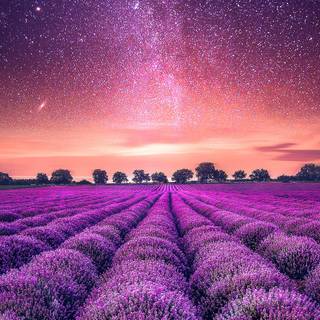 Lavender desktop wallpaper