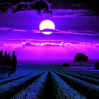 Lavender desktop wallpaper