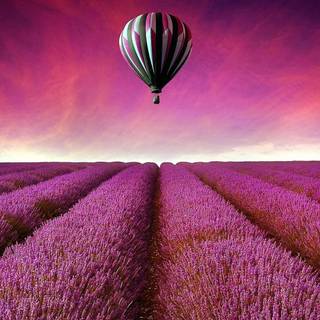 Lavender desktop wallpaper