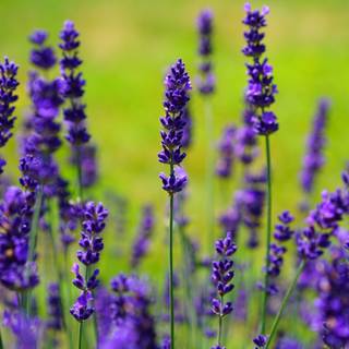 Lavander 4k wallpaper