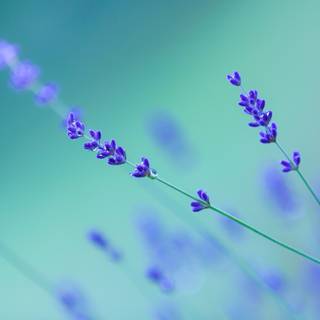 Lavender desktop wallpaper