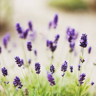 Lavender desktop wallpaper