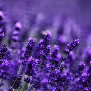 Lavender desktop wallpaper