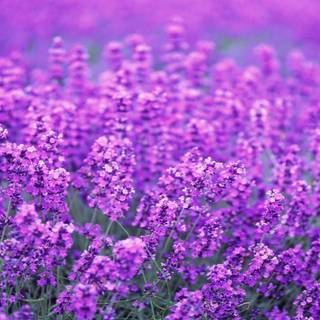 Lavender desktop wallpaper