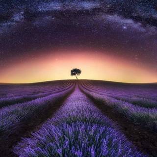 Lavender desktop wallpaper