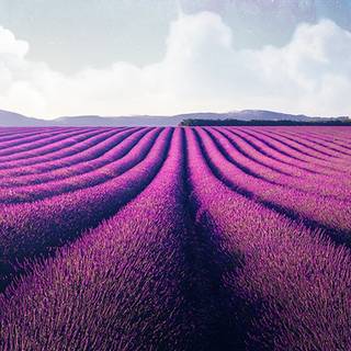 Lavender desktop wallpaper