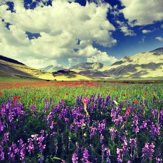 Lavender desktop wallpaper