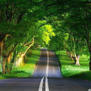 Road summer wallpaper