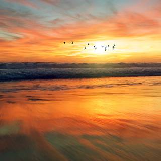 Summer orange wallpaper