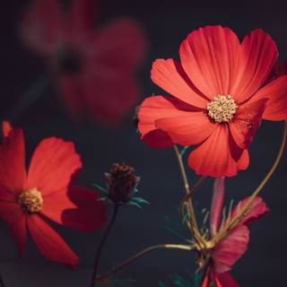 Summer orange wallpaper