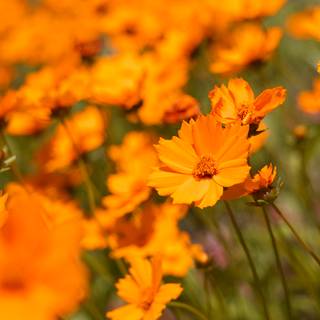 Summer orange wallpaper