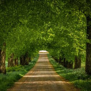 Road summer wallpaper