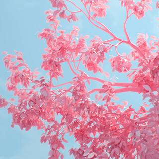 Spring digital wallpaper