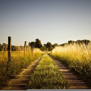 Road summer wallpaper