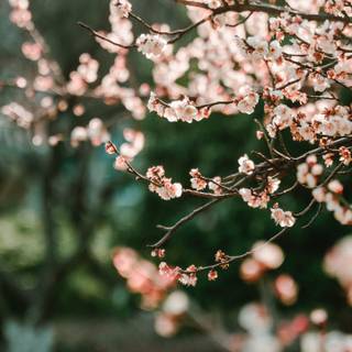 3440x1440 spring wallpaper