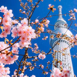 3440x1440 spring wallpaper