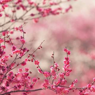 Macbook spring wallpaper